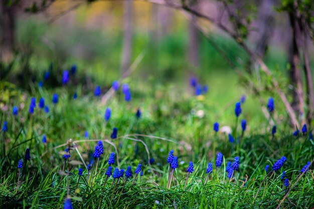 Premium Photo | Wild hyacinth flowers
