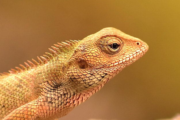 Premium Photo | Wild lizard with detailed scales