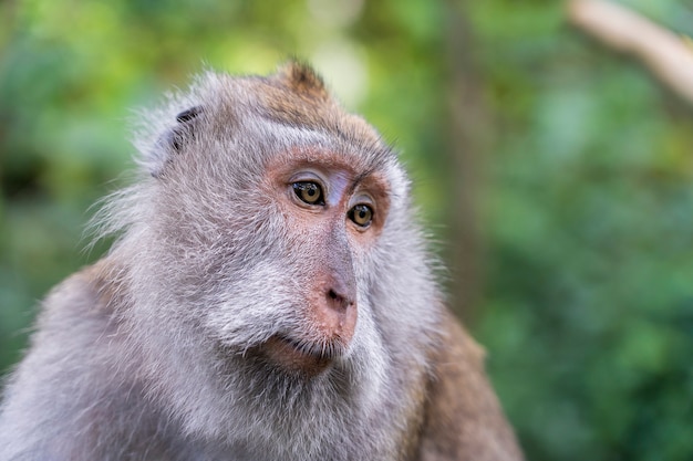 Premium Photo | Wild monkey family at sacred monkey forest in ubud ...