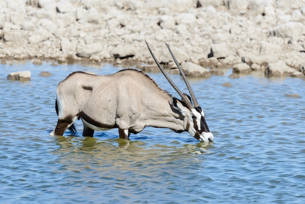 Premium Photo | Wild oryx antelope in the african savannah