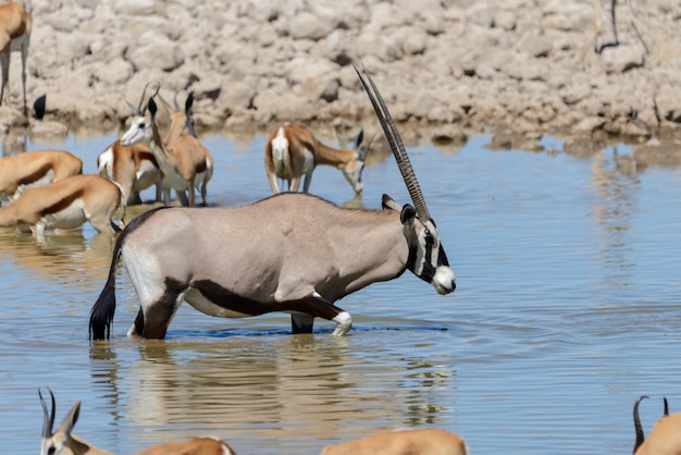 Premium Photo | Wild oryx antelope in the african savannah