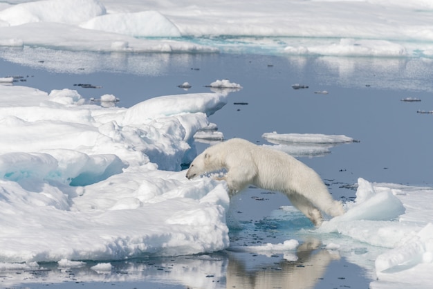 Premium Photo | Wild polar bear jumping across ice floes north of ...