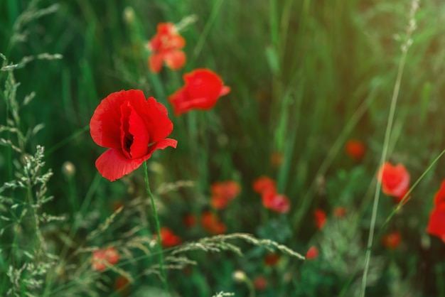 フィールドクローズアップの野生の赤いポピーlentime赤い花が付いているはがきポピーのつぼみテキストの場所コピースペース プレミアム写真