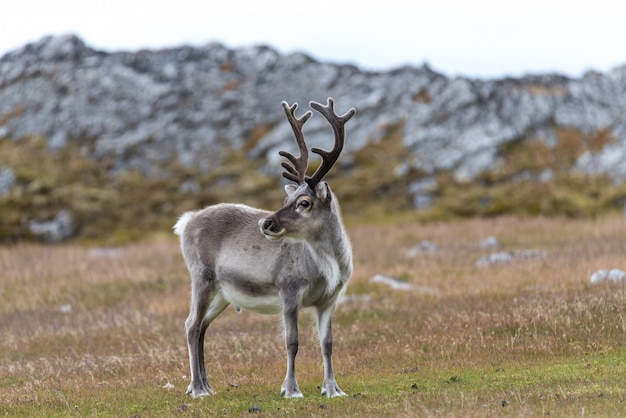 Premium Photo | Wild reindeer in tundra at summer time