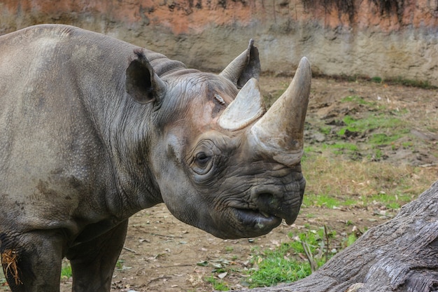 Premium Photo | A wild rhinoceros on green grass land outdoor park.