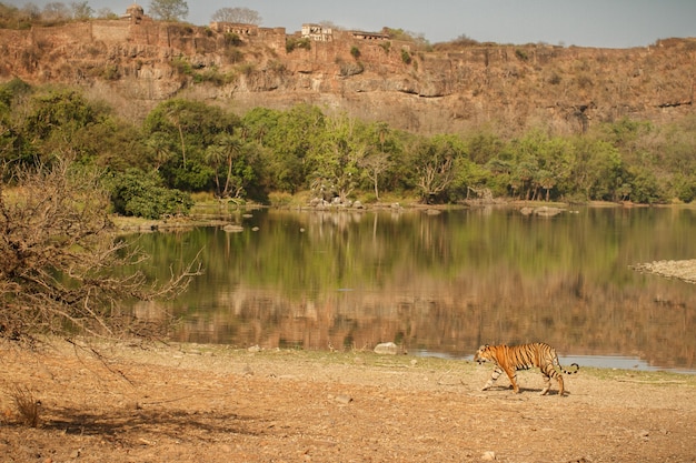 Free Photo | Wild royal bengal tiger in nature habitat of ranthambhore ...