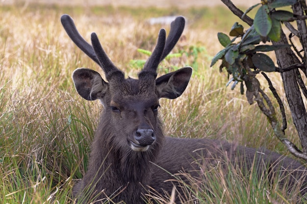 Premium Photo | Wild sambar deer or cervus unicolor