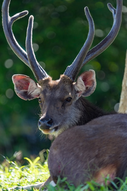 野生サンバー鹿 カオヤイ国立公園 タイの野生動物 プレミアム写真