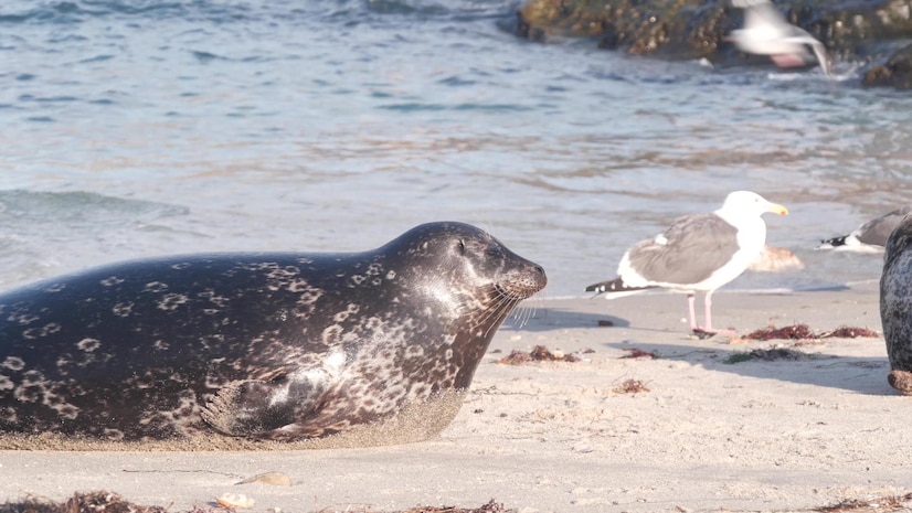 Premium Photo Wild spotted fur seals rookery, pacific