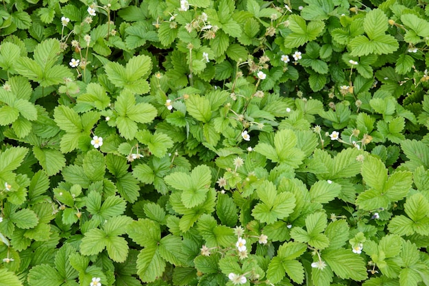 Wild strawberry plant with green leafs and ripe red fruit - fragaria vesca. Premium Photo