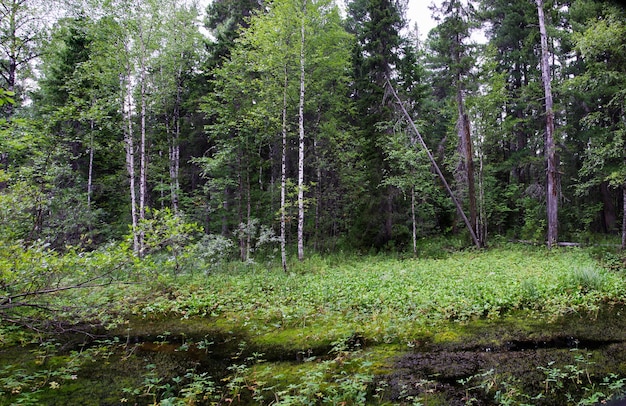 Premium Photo | Wild, swampy forest in west siberia. russia, surgut ...