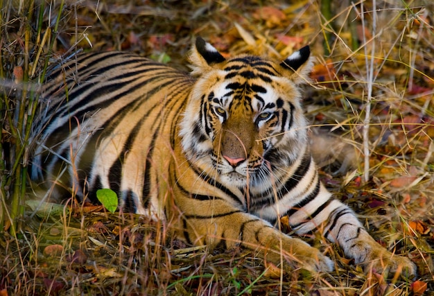 Premium Photo | Wild tiger lying on the grass india bandhavgarh ...