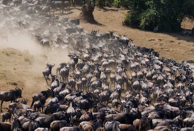 Premium Photo | Wildebeests are running through the savannah. great ...