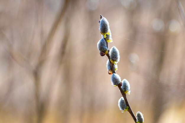 Premium Photo Willow Branch With Catkins In The Forest On A Blurred