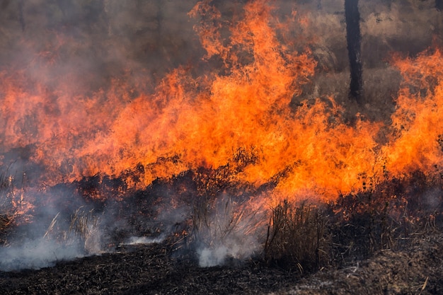 Premium Photo | Wind blowing on a flaming trees during a forest fire.