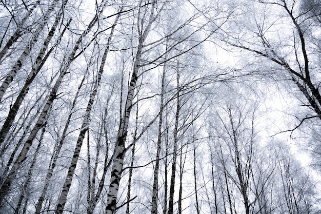 Premium Photo | Winter birch trees