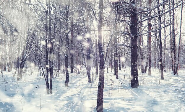 Premium Photo | Winter forest landscape. tall trees under snow cover ...