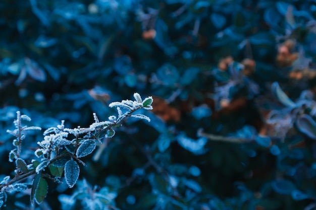 凍った植物のhoarfrostの冬の氷の結晶は濃い青の背景を残します極寒の壁紙 プレミアム写真