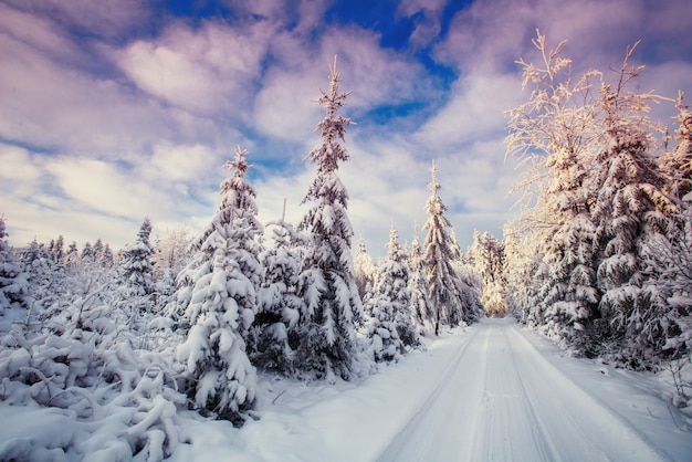 Premium Photo | Winter landscape trees in frost