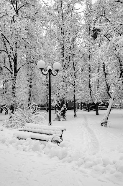 都市公園の樹木と雪のある冬の風景 木はcovです プレミアム写真