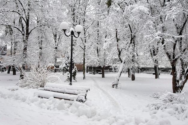 都市公園の樹木と雪のある冬の風景 木はcovです プレミアム写真