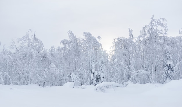 Premium Photo | Winter natural landscape frozen trees at the edge of a ...