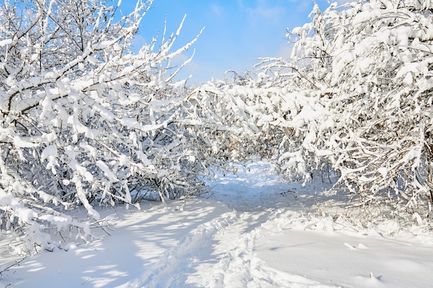 Premium Photo | Winter park in snow