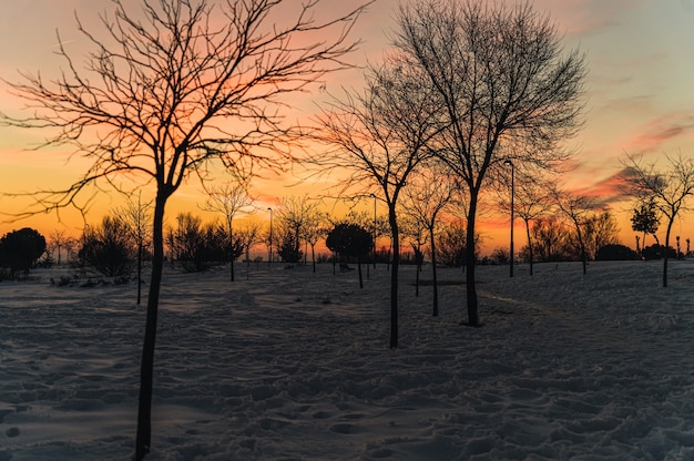 Пейзаж с деревьями фото