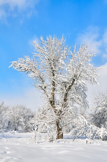 Premium Photo Winter Tree In Snow On Blue Sky Background Snow Covered Trees