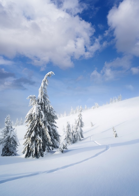 Premium Photo | Winter wonderland. snowy weather in the mountain forest ...