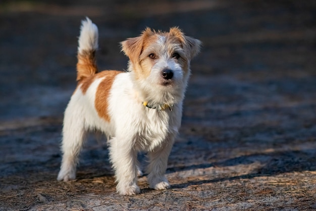 Premium Photo Wirehaired Jack Russell Terrier Puppy Running On The   Wirehaired Jack Russell Terrier Puppy Running Grass Dusk 86824 785 