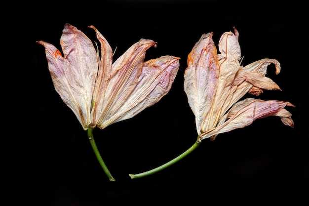 Premium Photo | Withered lily flowers placed on black background