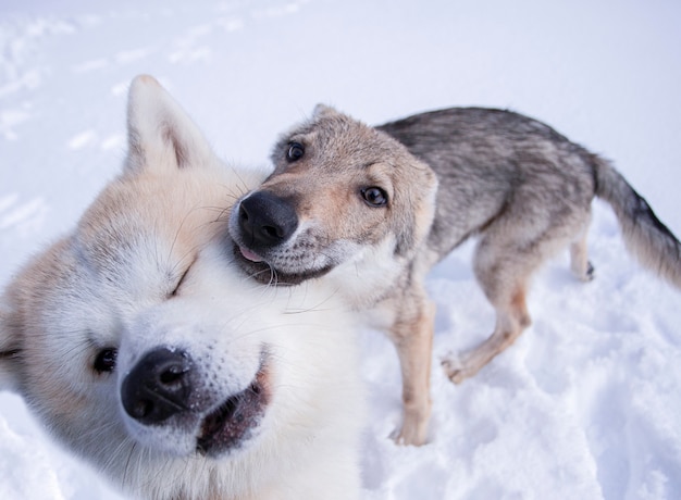 Premium Photo | Wolf dog and akita inu friends