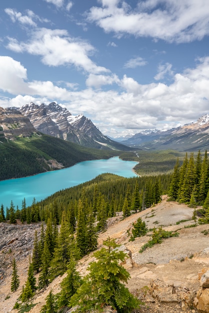 Premium Photo | A wolf in peyto lake canada