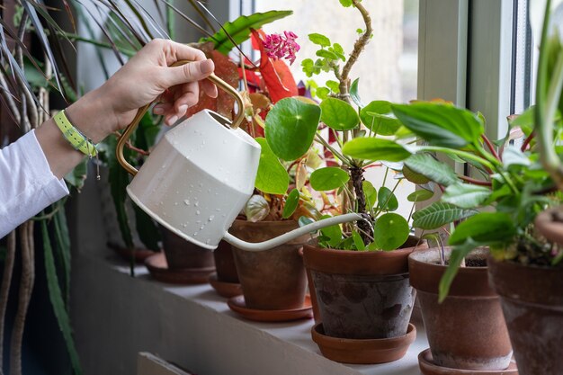 緑の家の窓辺に鉢植えの観葉植物に水をまく女性の庭師 クローズアップ 趣味 植物への愛情 プレミアム写真