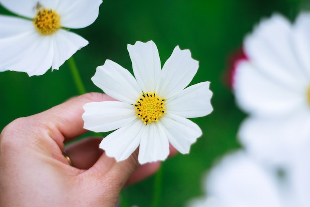 バレンタインデーの贈り物として コスモスの花畑から白い花を摘み取る女の手 プレミアム写真