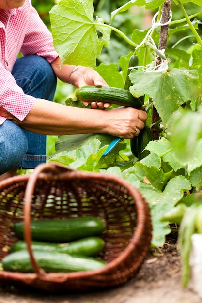 Woman Harvesting Cucumbers In Her Garden Photo Premium Download