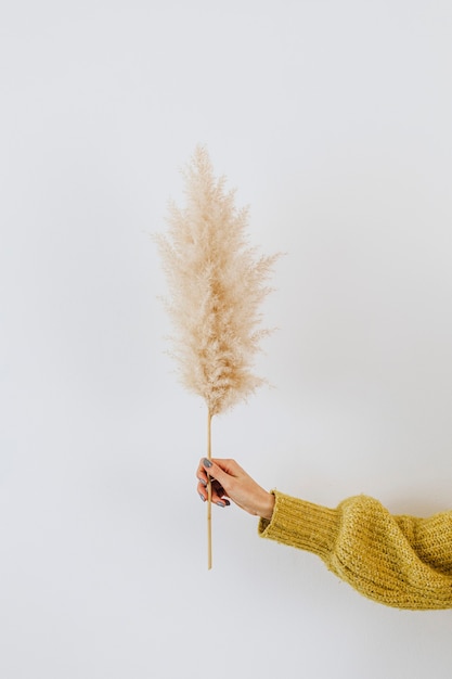 Free Photo Woman Holding A Dried Pampas Grass Against A White Wall