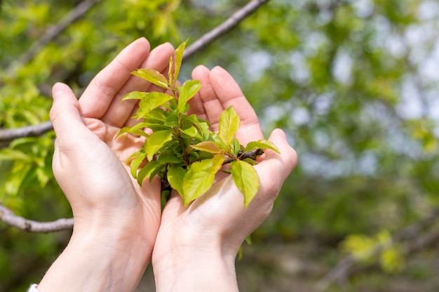 Free Photo | Woman holding tree leaves in hands