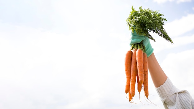 Woman holding up some carrots with copy space Free Photo