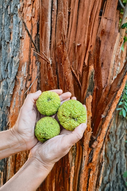 Osage Tree Fruit - Osage Orange Description Uses Britannica : The tree and its fruit: