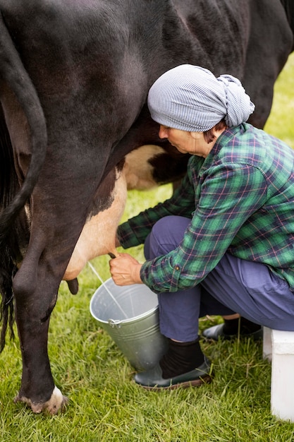 牛の乳搾りの女性 無料の写真