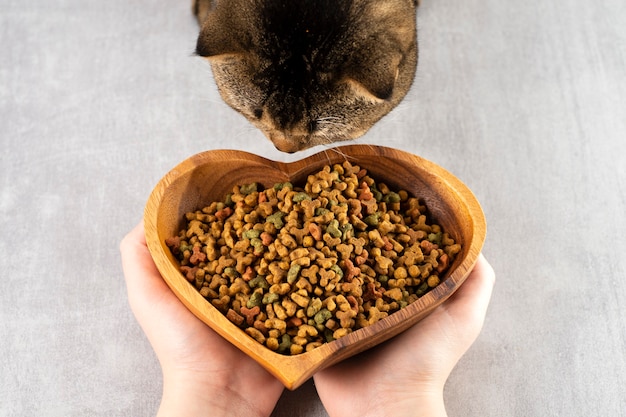 女性は茶色の猫 健康なペット 健康的な食べ物に一杯の食べ物を提供します プレミアム写真