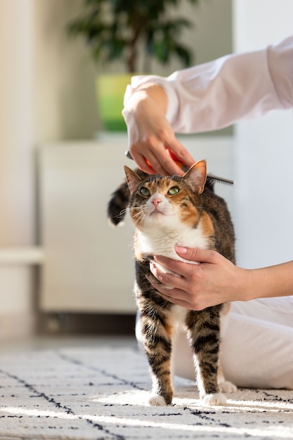 Premium Photo | Woman owner combing, scratching her cat