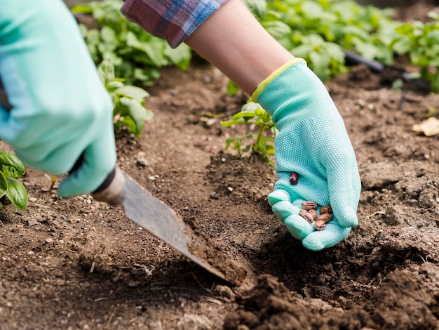 Free Photo | Woman planting beans in the ground