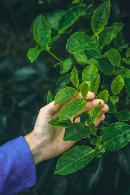 Premium Photo | A woman's hand strokes a bush of green tea close up