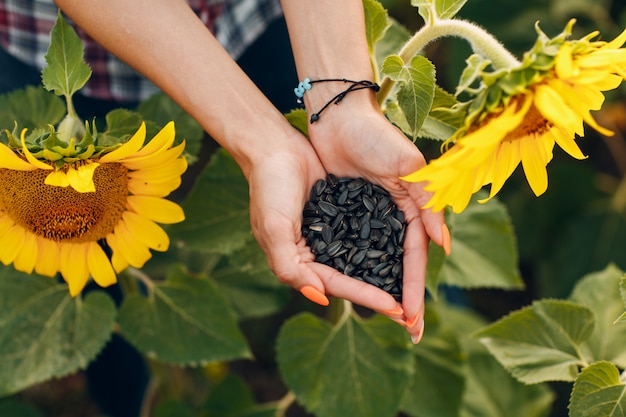 Premium Photo | Woman's hands holding sunflower seeds in a field