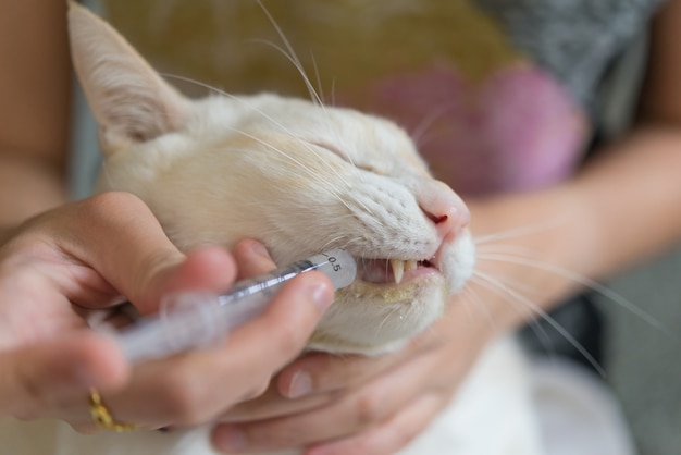 Premium Photo Women Giving A Drug To A Cat Vet Feeding Kitten With A Syringe Healing The Sick Cat