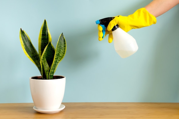 Find out how to trim snake plant with these superb tips! (2021) 9 Women's hands in gardening gloves spray plants. Trending flower snake plant sansevieria trifasciata on blue background premium photo