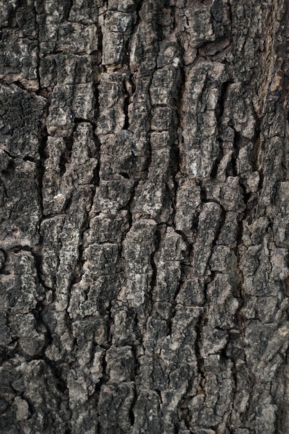 Premium Photo | Wood bark texture